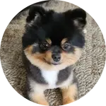 the dog named "Cuddles"