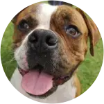 The American Bulldog in this image that is photographed closely suffered from hip dysplasia and femoral head ostectomy.