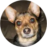 Destino-chihuahua