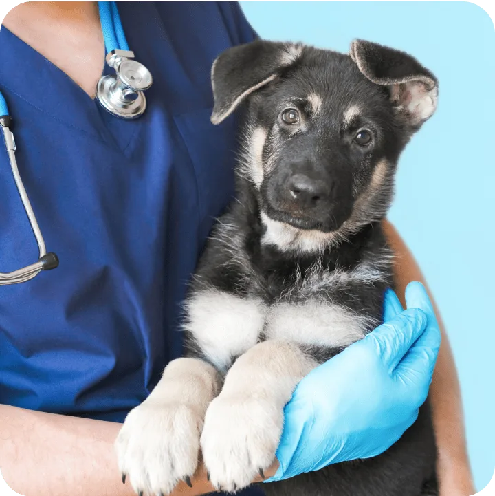 Most Common Pet Insurance Terms