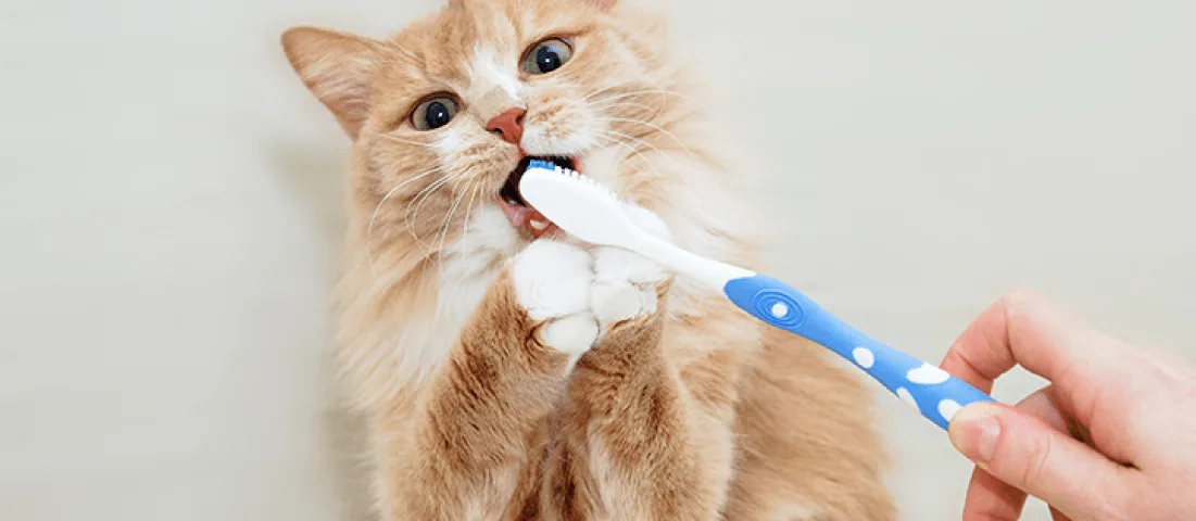 Dental Insurance for Cats