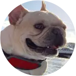 Maddy, a french bulldog who seems to be in a beach or snowy background happened to bite a toad when he went for a walk.