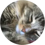 A tabby cat sleeping sideways has been hospitalized because of Recurring Bacterial Infection.