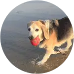Jeter, the dog from the outer banks is holding a toy on his mouth while strolling along the beachsand.
