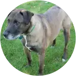 A gray dog standing on a grass-field had an altercation with a bear while he was out for a walk.