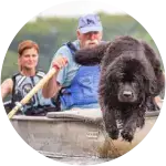 This Newfoundland dog who went on a holiday suffered from bloat.
