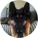 A german shepherd dog named Nala acting cute on a vertically-stripe covered couch underwent elbow surgery after limping.