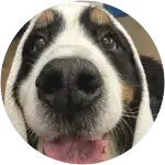 Degenerative Myelopathy in Bernese Mountain Dog