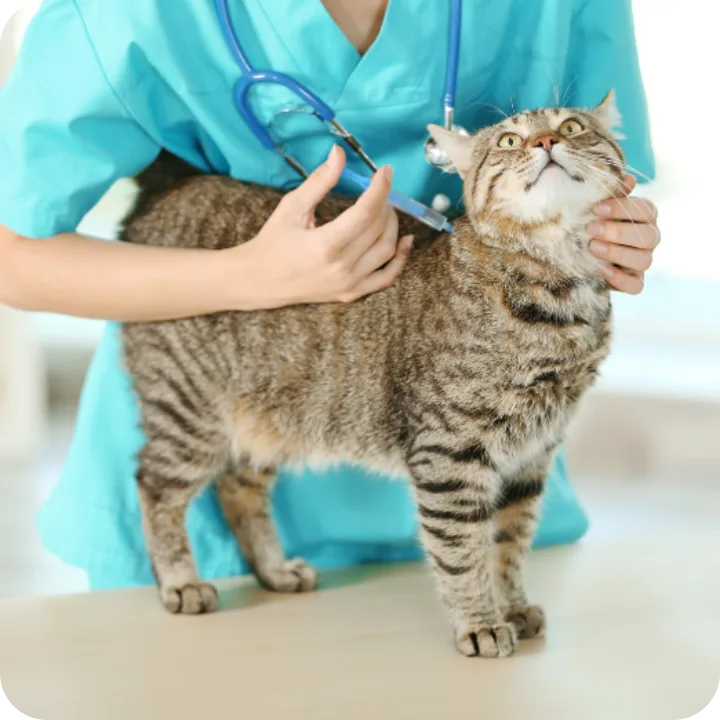 Pet Insurance for Flea and Tick Meds