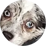 This unique colored fur dog in the image who is a miniature australian shepherd have a herniated disk.