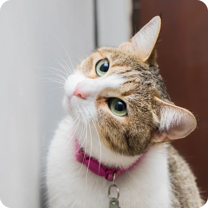 Ear Infections in Cats