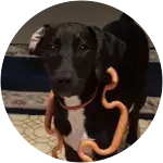 Barry--Dog Requires Foreign Body Surgery