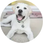 Storm - Labrador Retriever Eats Ibuprofen