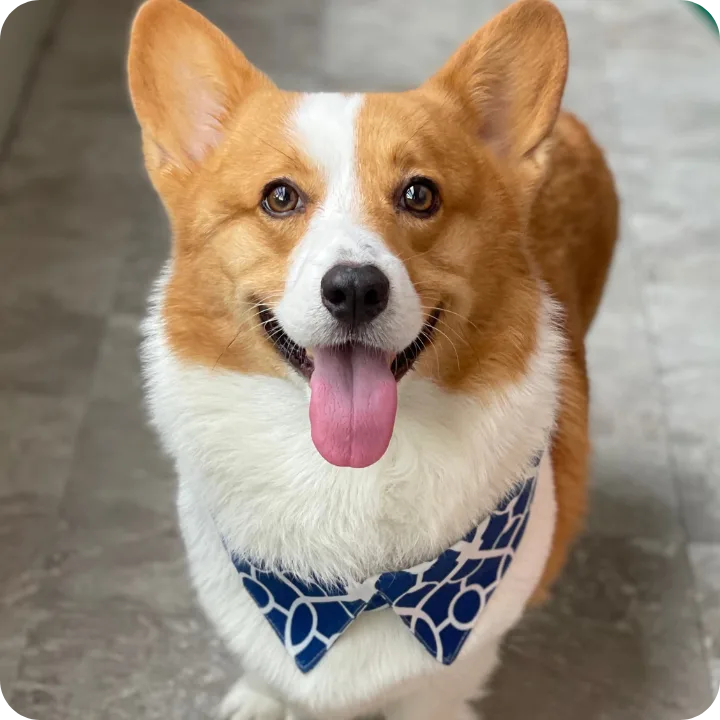 Why Would You Need Physical Therapy for Your Pet?