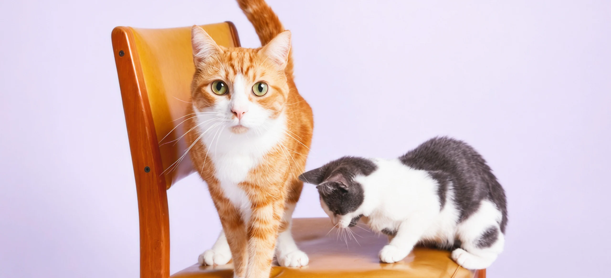 Orange tabby cat and grey kitten sitting together on a wooden chair against a purple background.