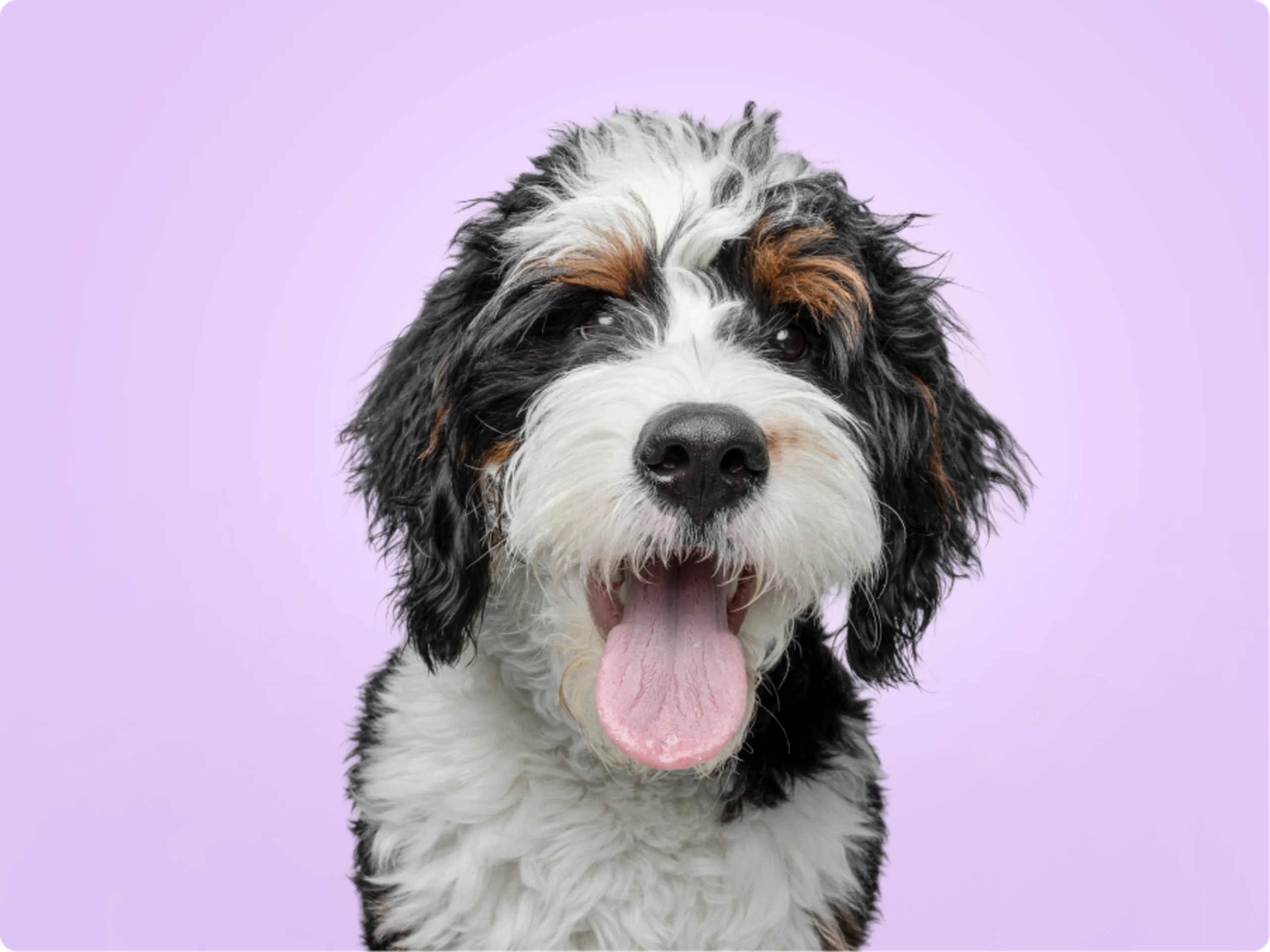 Bernedoodle