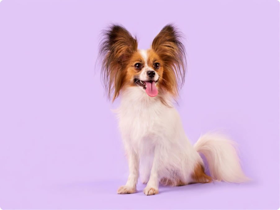 Papillon