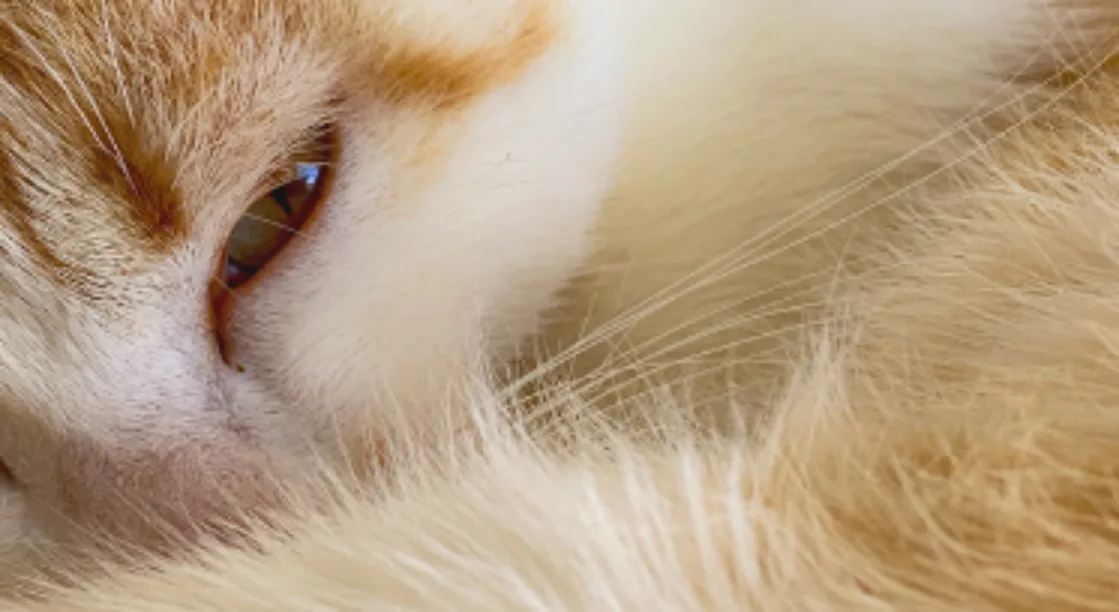 Extreme close-up of an orange and white cat’s half-closed amber eye, soft fur, and white whiskers.