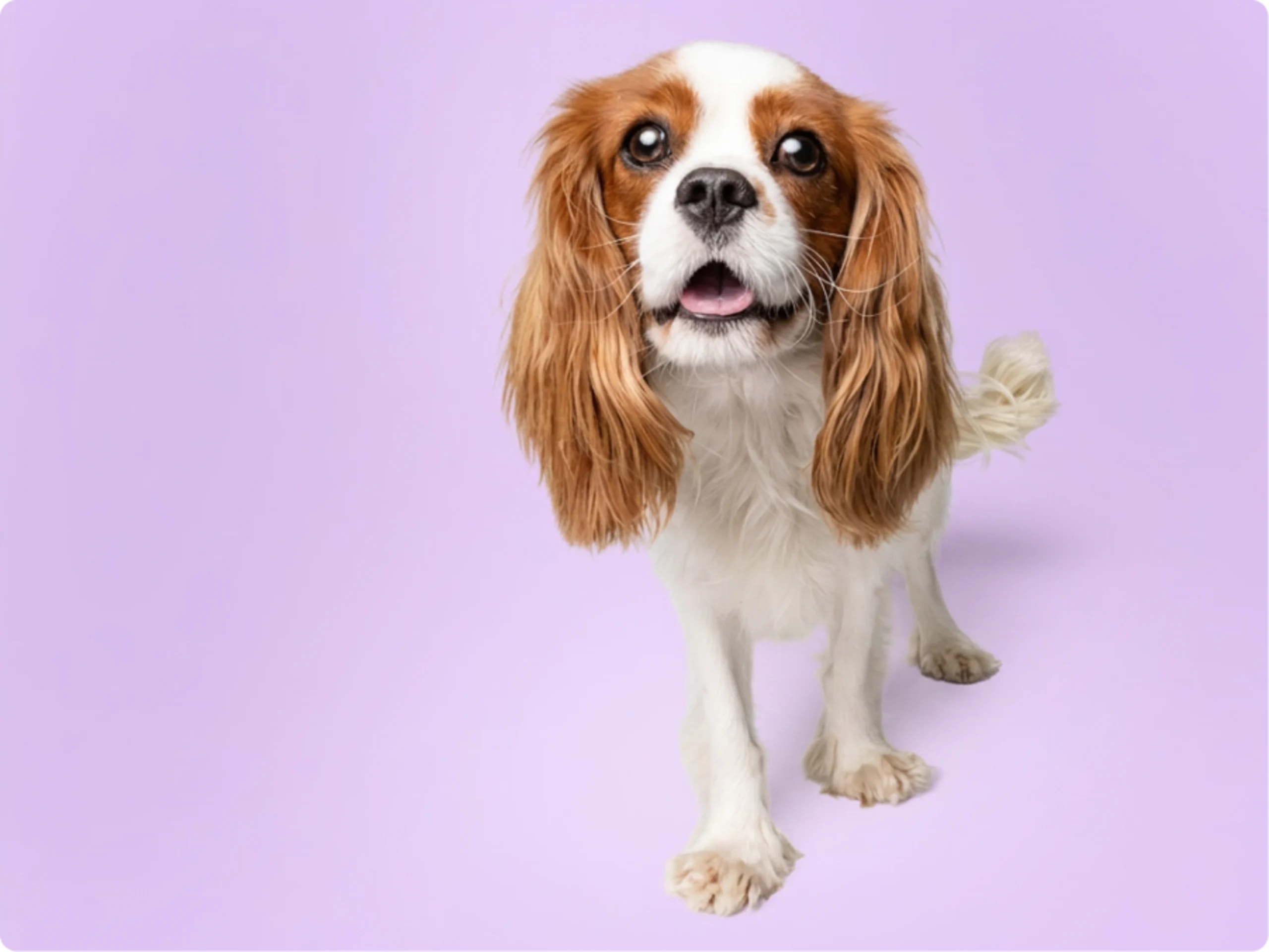 Cavalier King Charles Spaniel