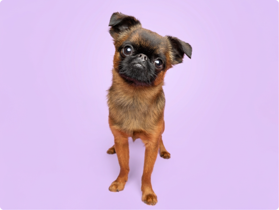 Brussels Griffon