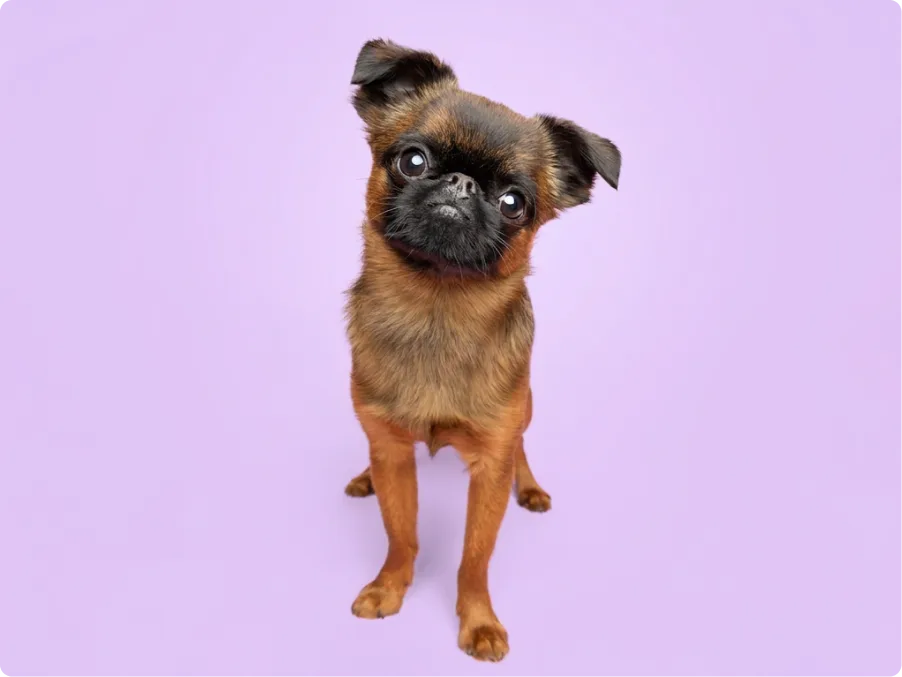 Brussels Griffon