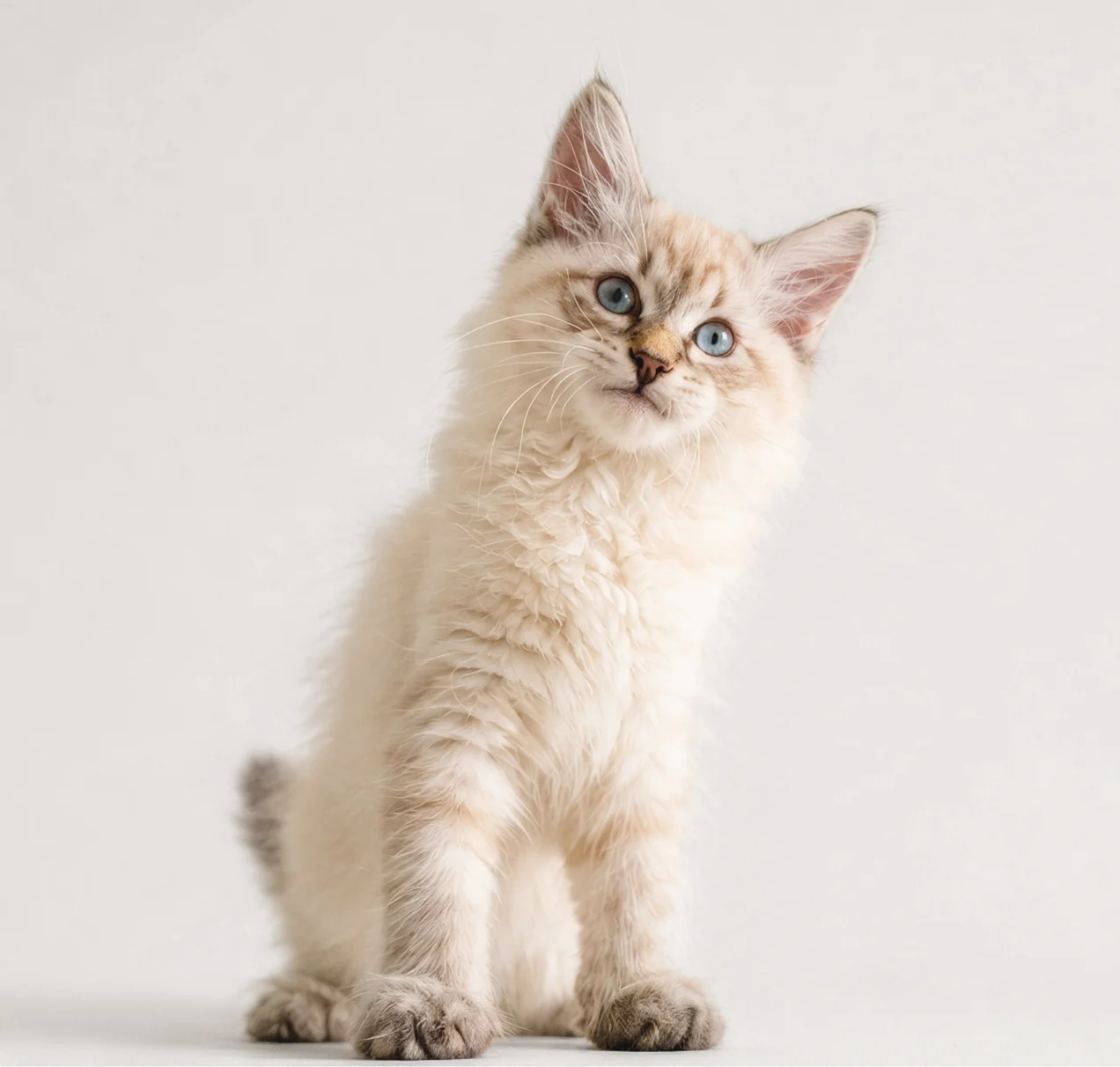 Fluffy cream kitten with blue eyes sitting upright and tilting its head against a white background.