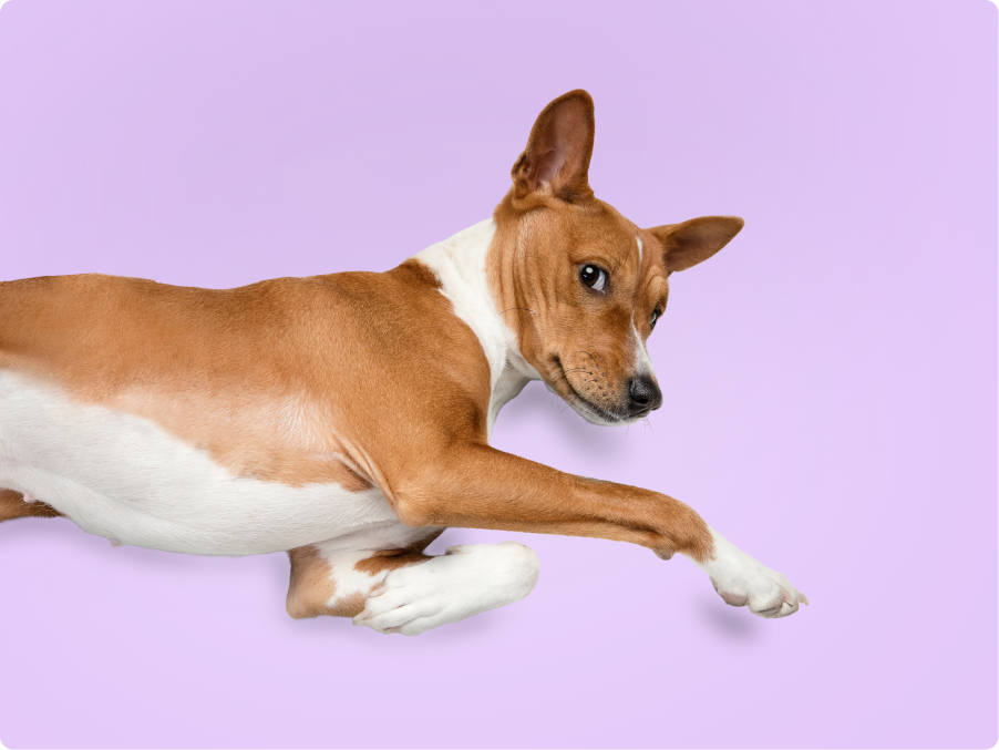Basenjis