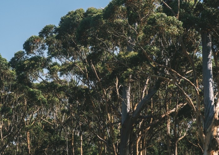 eucalyptusboom