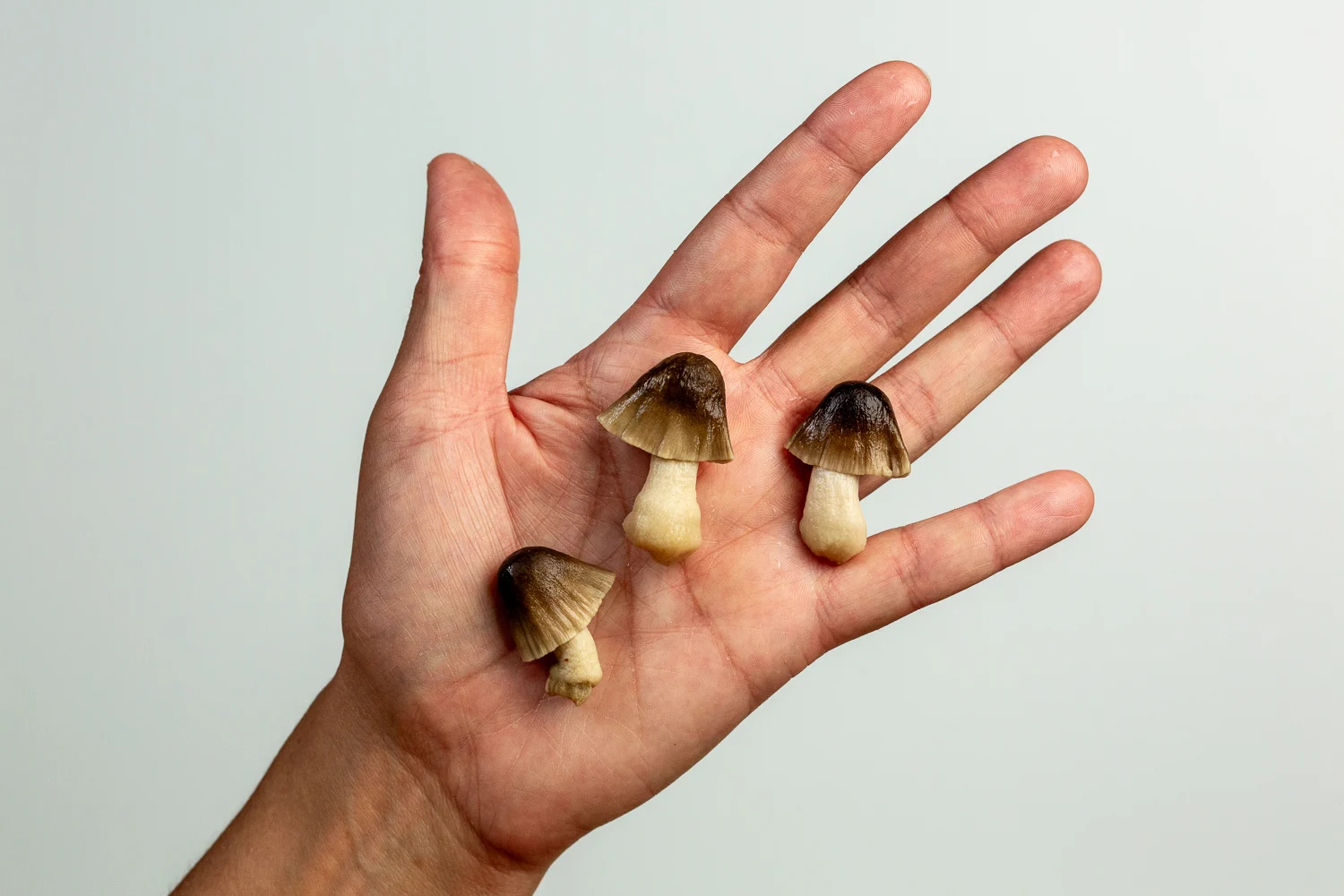 Straw mushroom whole