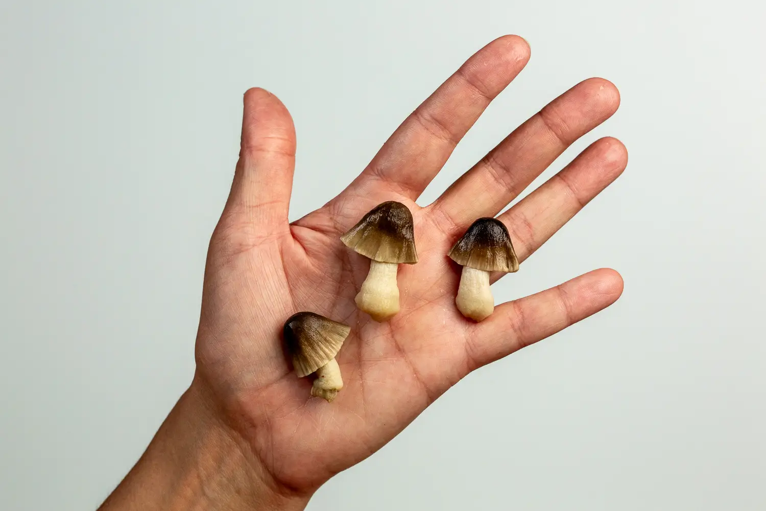 a hand holding three whole cooked straw mushrooms for toddlers 18 months+