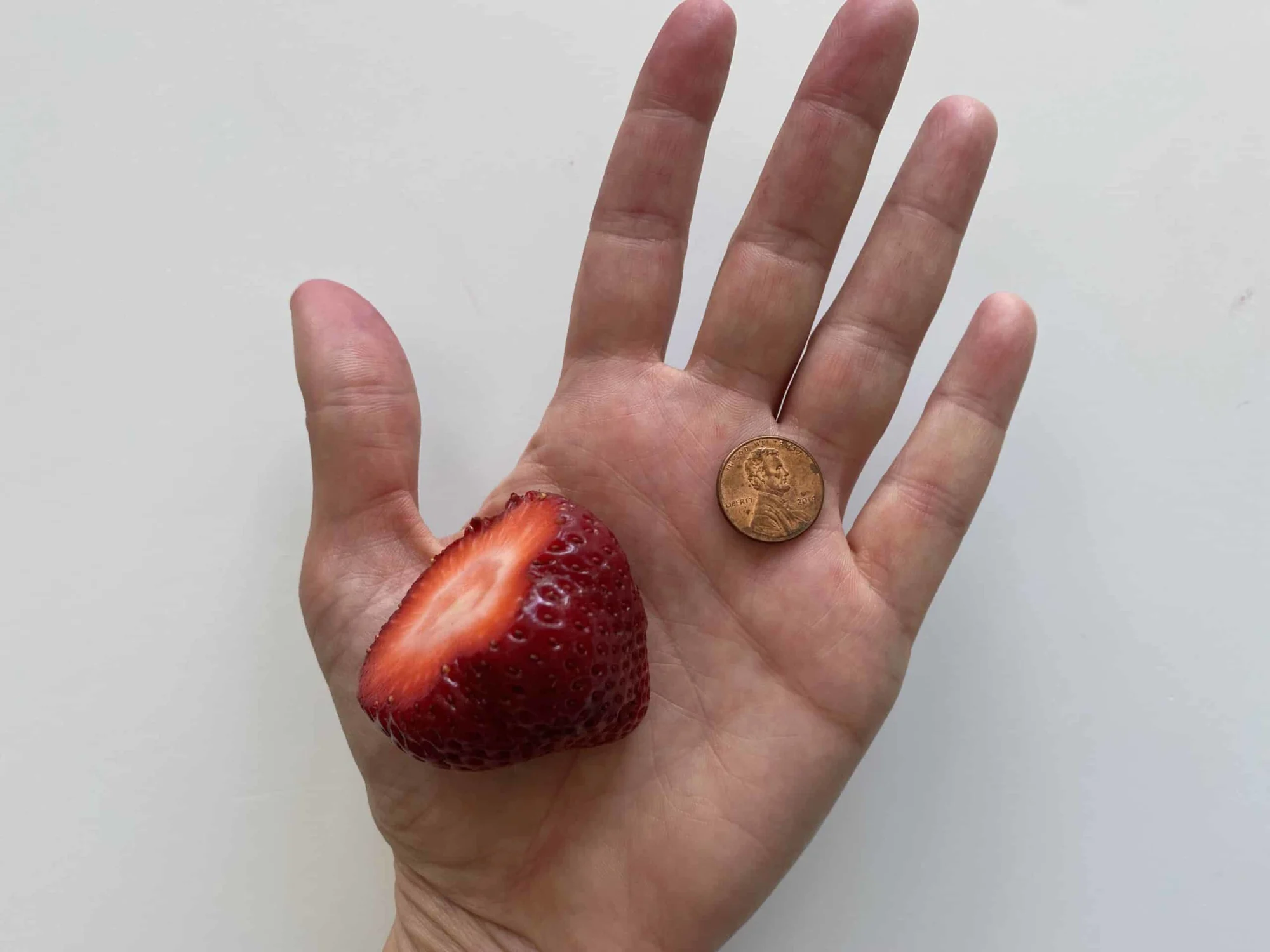 a hand holding a whole, large strawberry next to a penny for size comparison