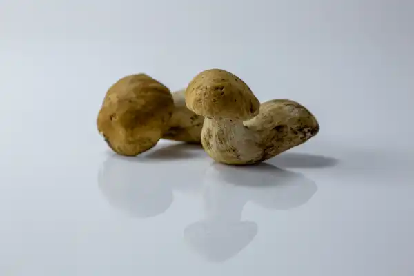 two whole raw porcini mushrooms on a white background