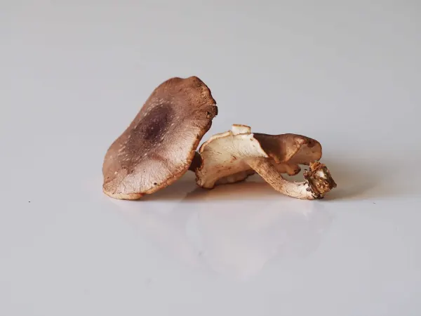 two shiitake mushrooms before being prepared for babies starting solids