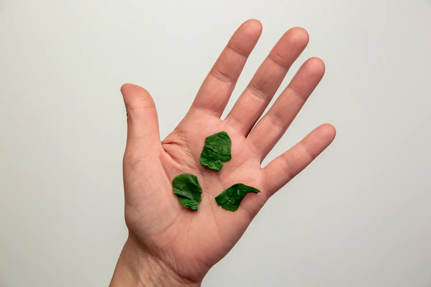 a photograph of a hand holding three chopped cooked pieces of spinach