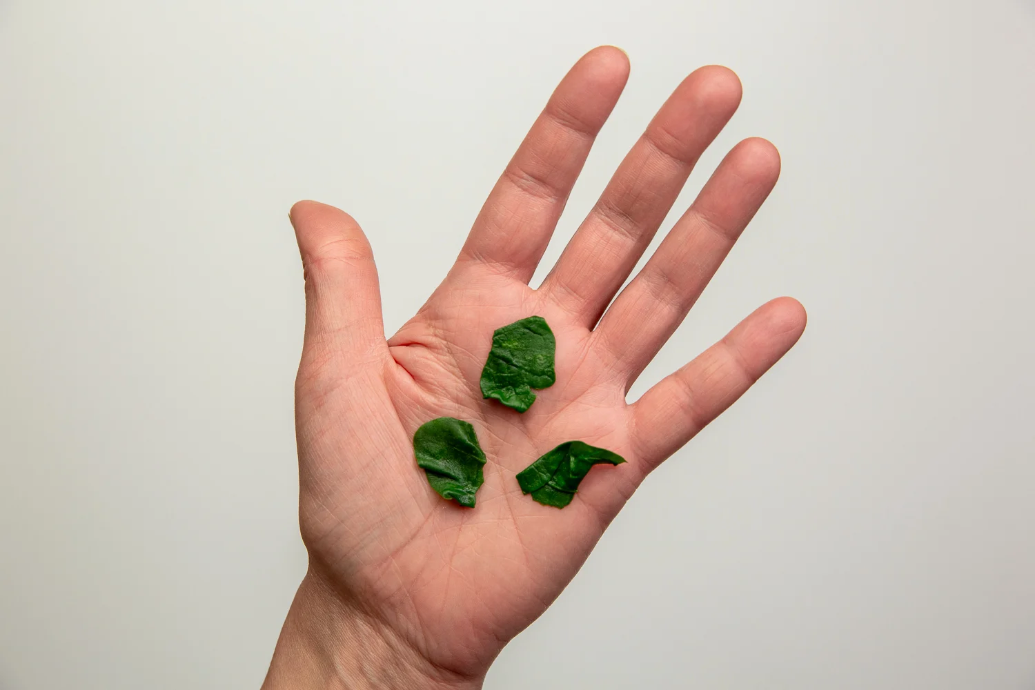 Spinach chopped cooked pieces hand pic
