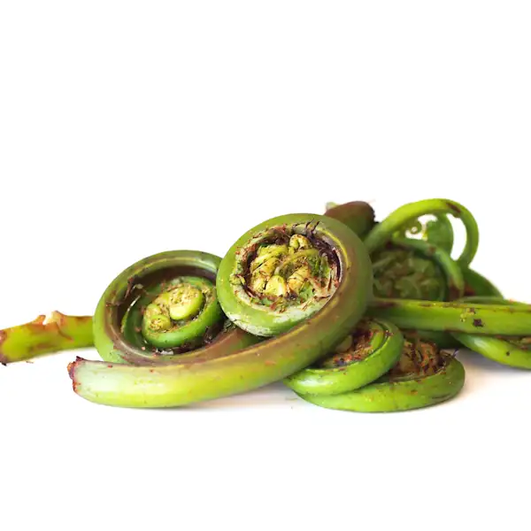 a pile of raw fiddlehead ferns on a white background