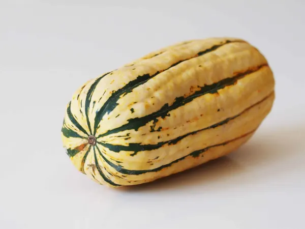 a whole delicata squash on a table before being prepared for babies starting solid food
