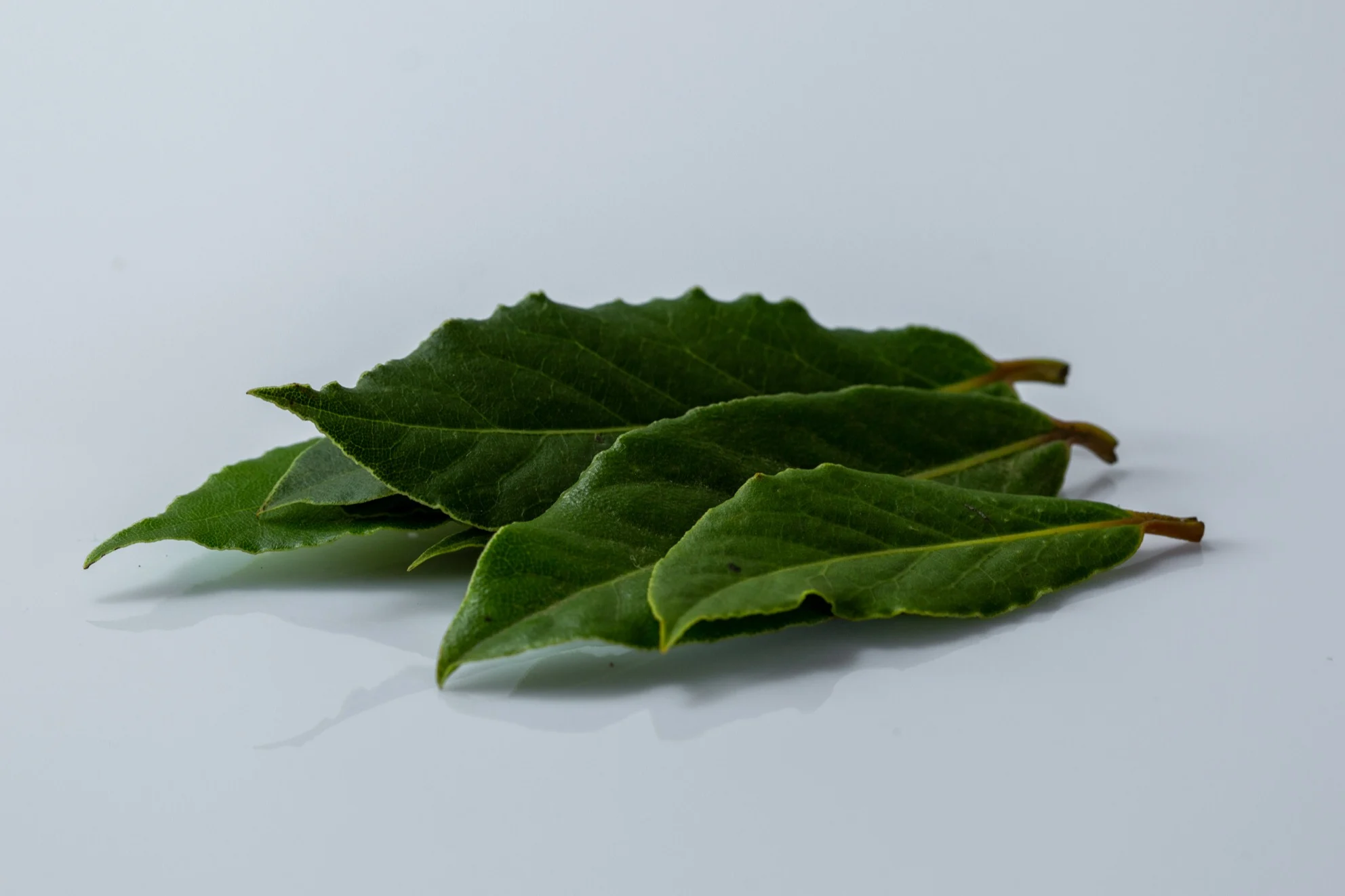 a photograph of a small pile of green bay leaves on a white background