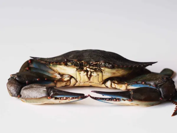 a blue crab before being prepared for babies starting solids