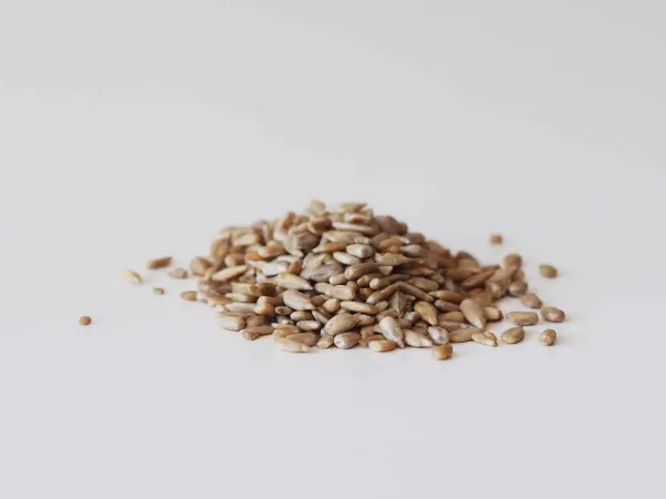 a pile of hulled sunflower seeds before being prepared for babies starting solids