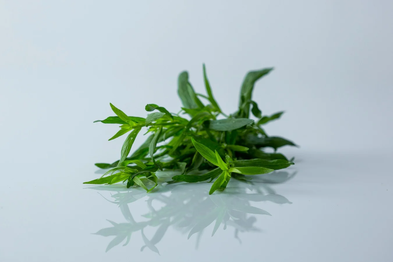 a photograph of a bunch of fresh tarragon on a white background