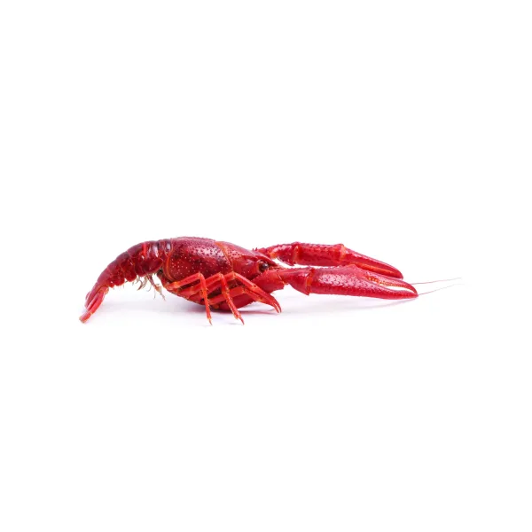 a cooked crawfish before being prepared for babies starting solids