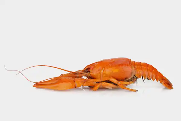 a cooked crawfish before being prepared for babies starting solids