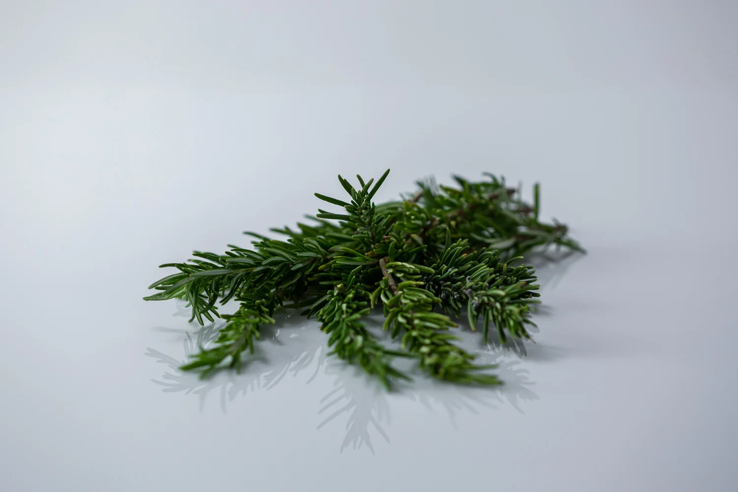 a photo of a bunch of fresh rosemary sprigs on a white background