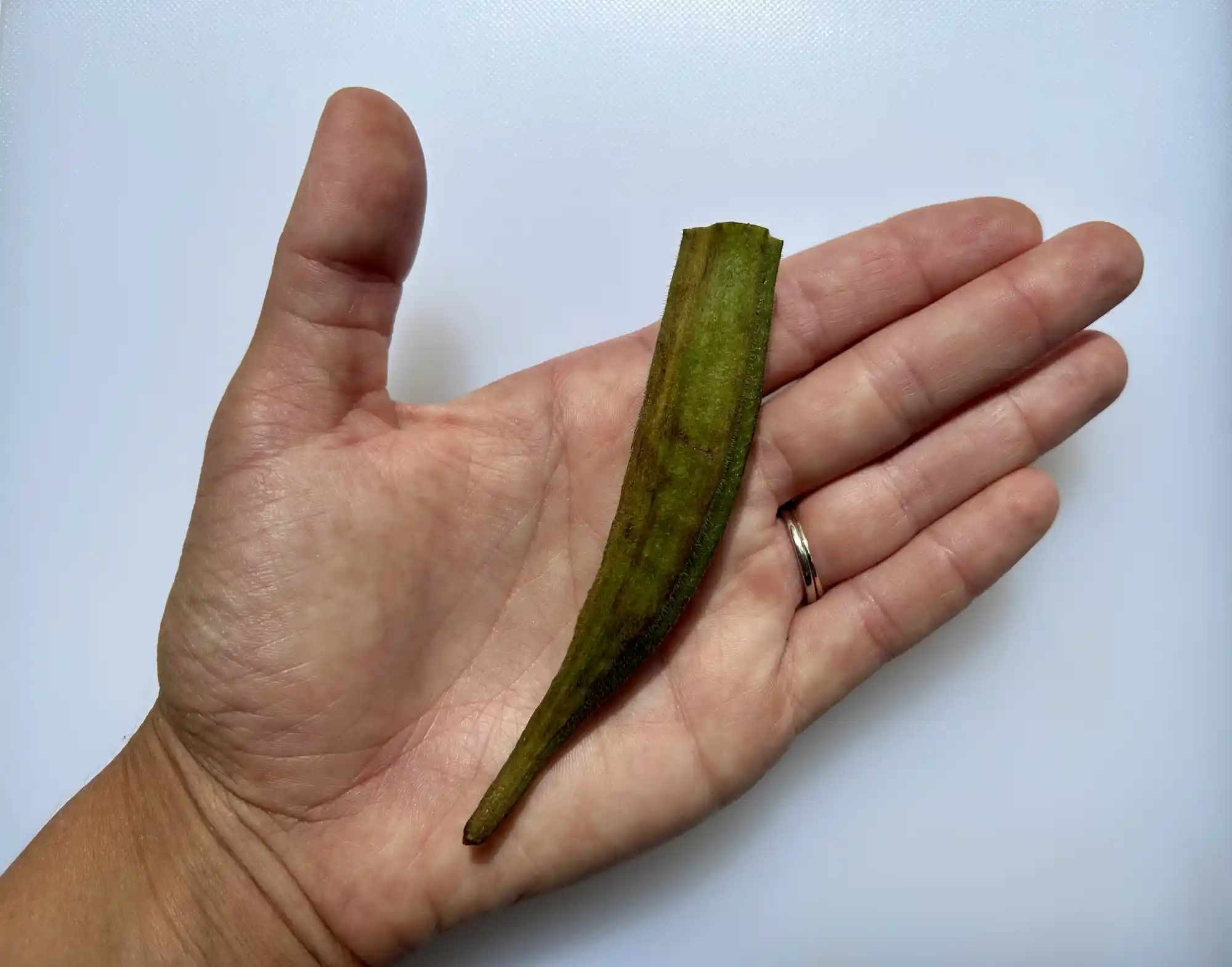 a photograph of a hand holding a whole cooked okra pod in the palm