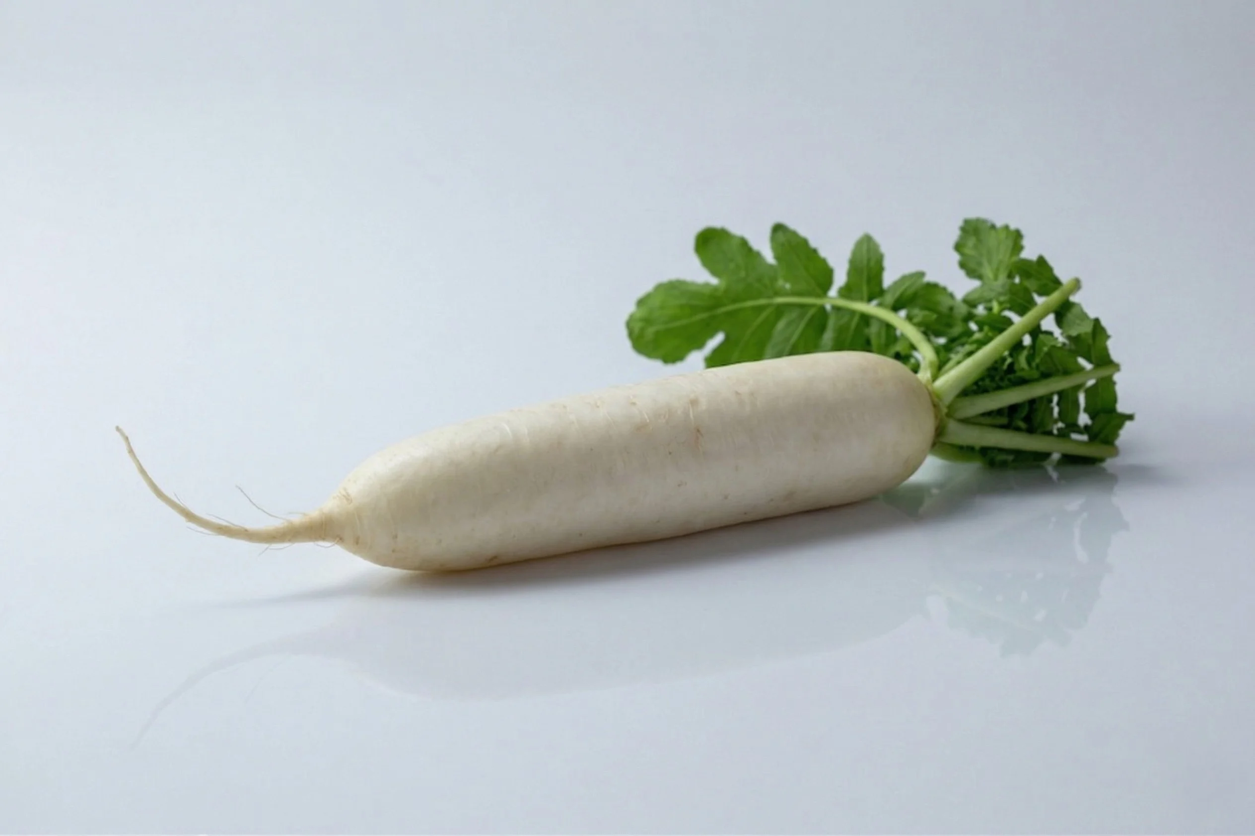 a photograph of one whole raw daikon on a white background