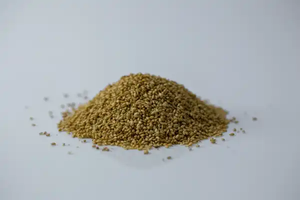 a pile of white sesame seeds before being prepared for babies starting solids