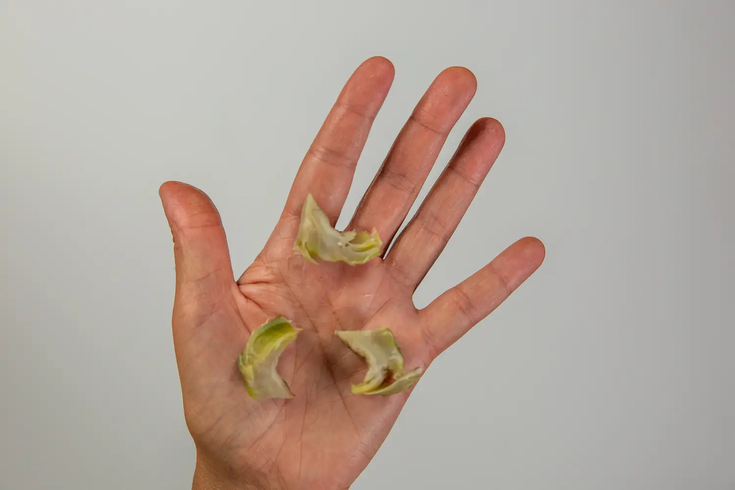 a photograph of a hand holding three bite sized pieces of artichoke heart with inner petals attached