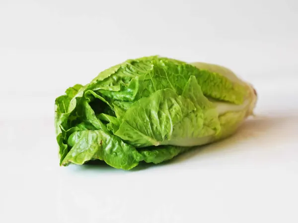 a head of romaine ready to be prepared for babies starting solids