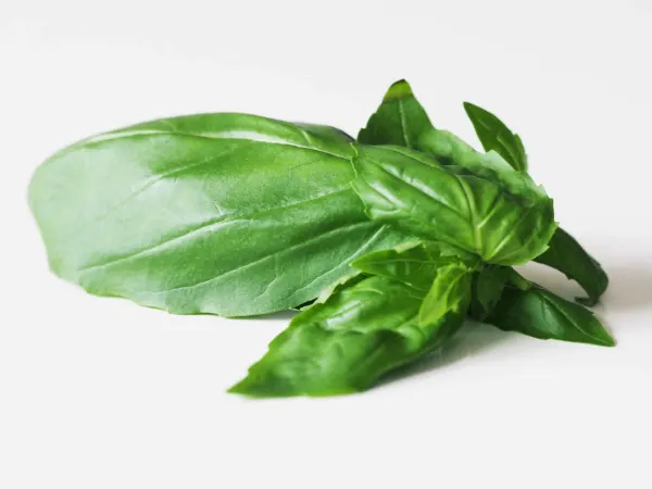 Basil leaves before they have been prepared for a baby starting solid foods